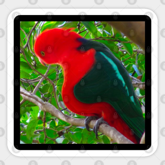 A distorted king parrot! Sticker by Mickangelhere1